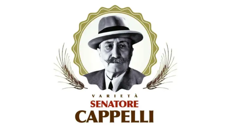 cappelli